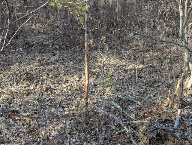 TBD Indian Valley PO RD - Photo 4