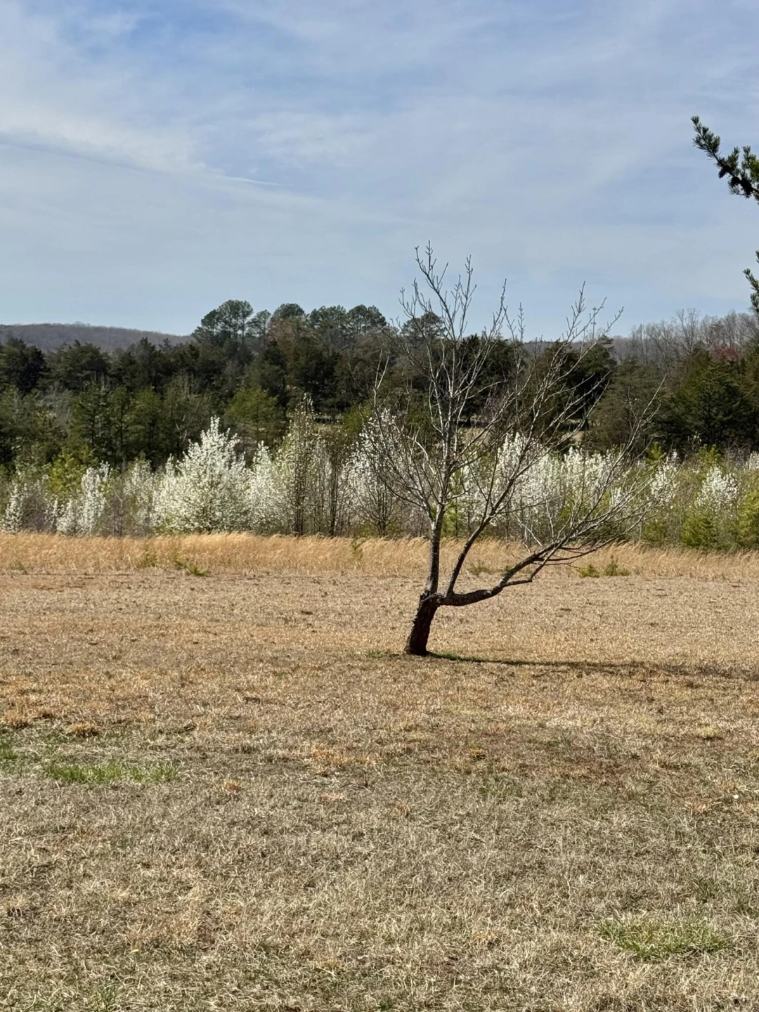 3998 Lambs Church RD - Photo 4