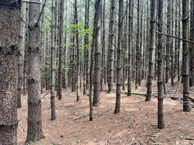 0 Music RD - Photo 26