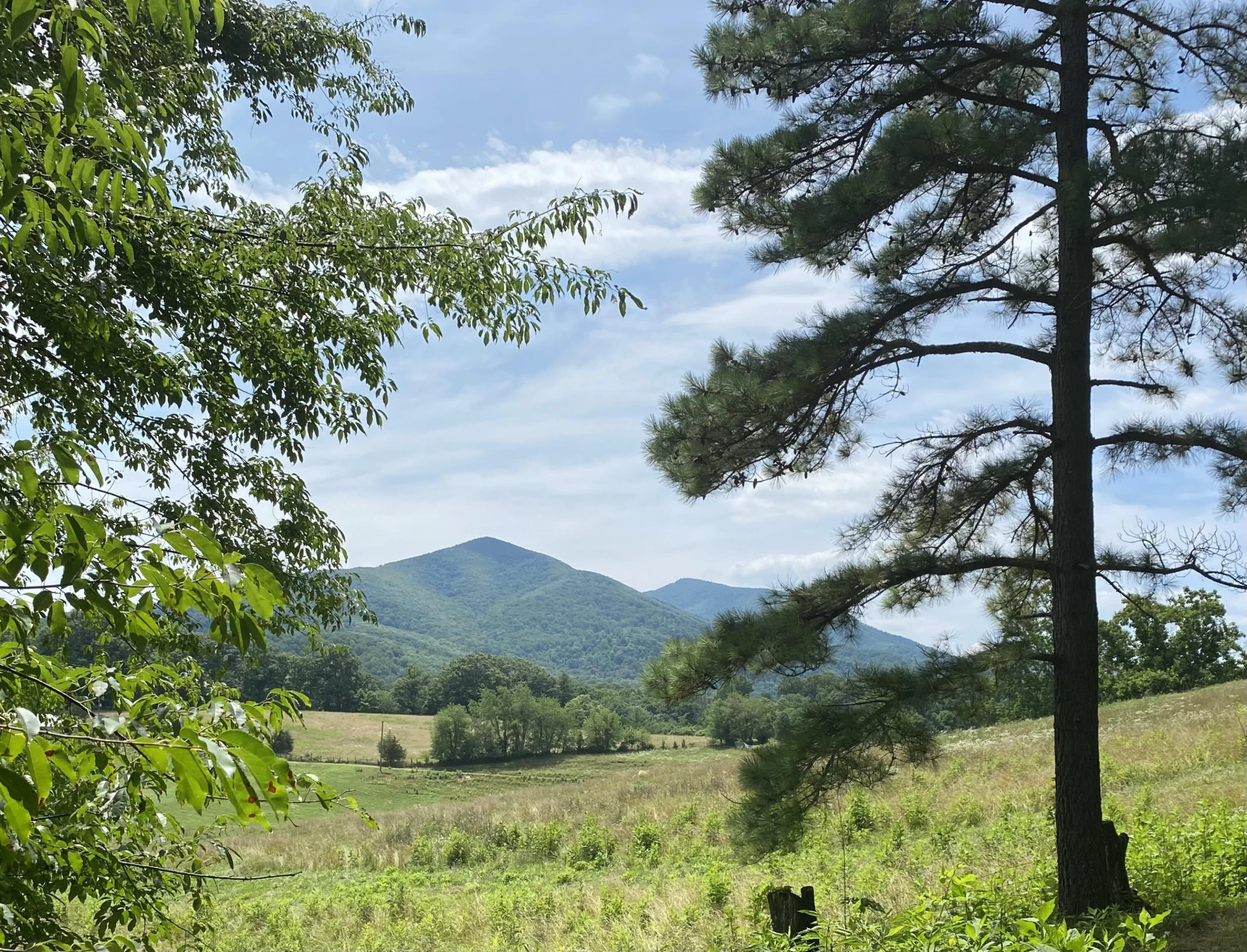 715 PRIMROSE RD - Photo 39