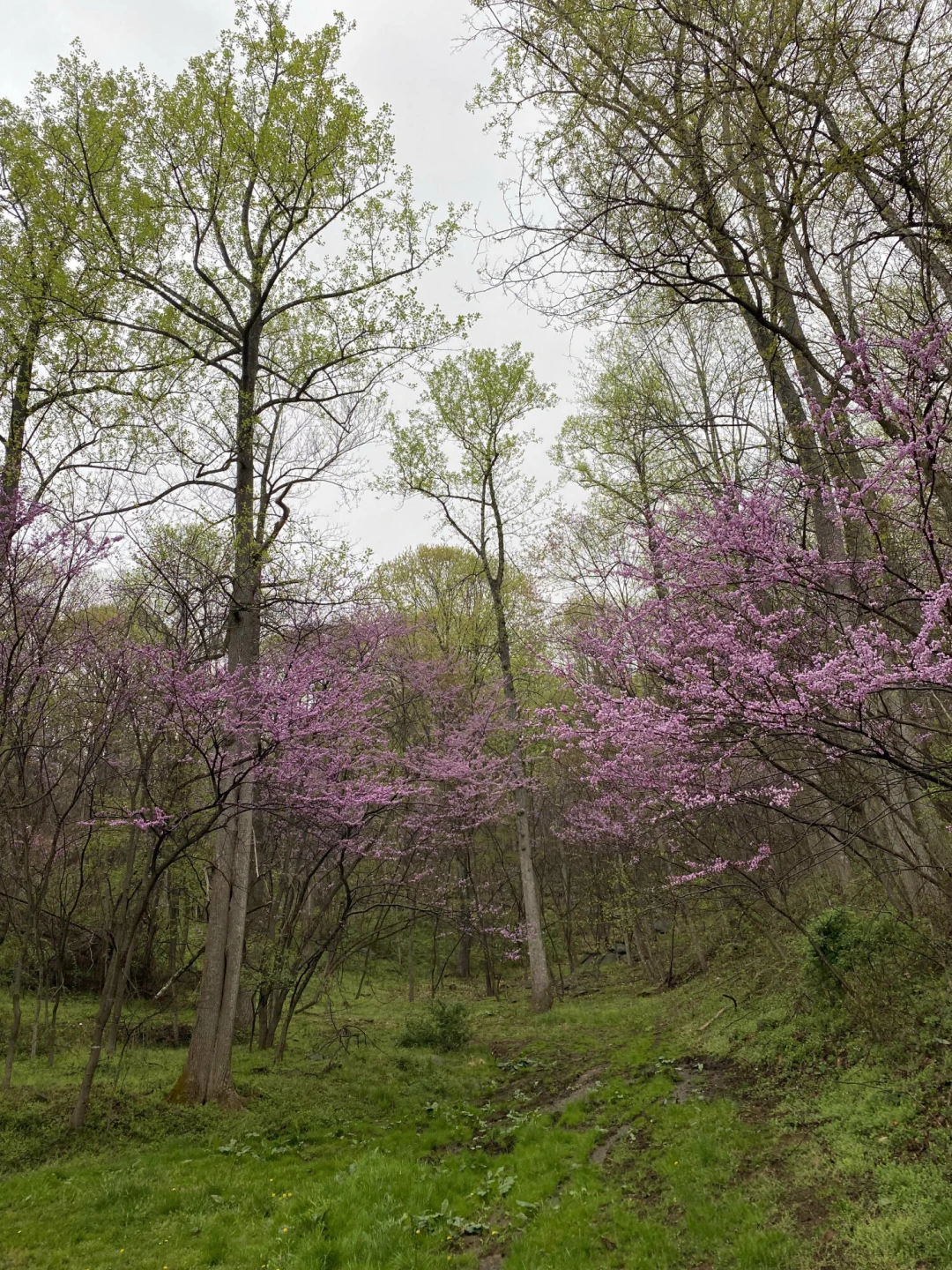 715 PRIMROSE RD - Photo 40