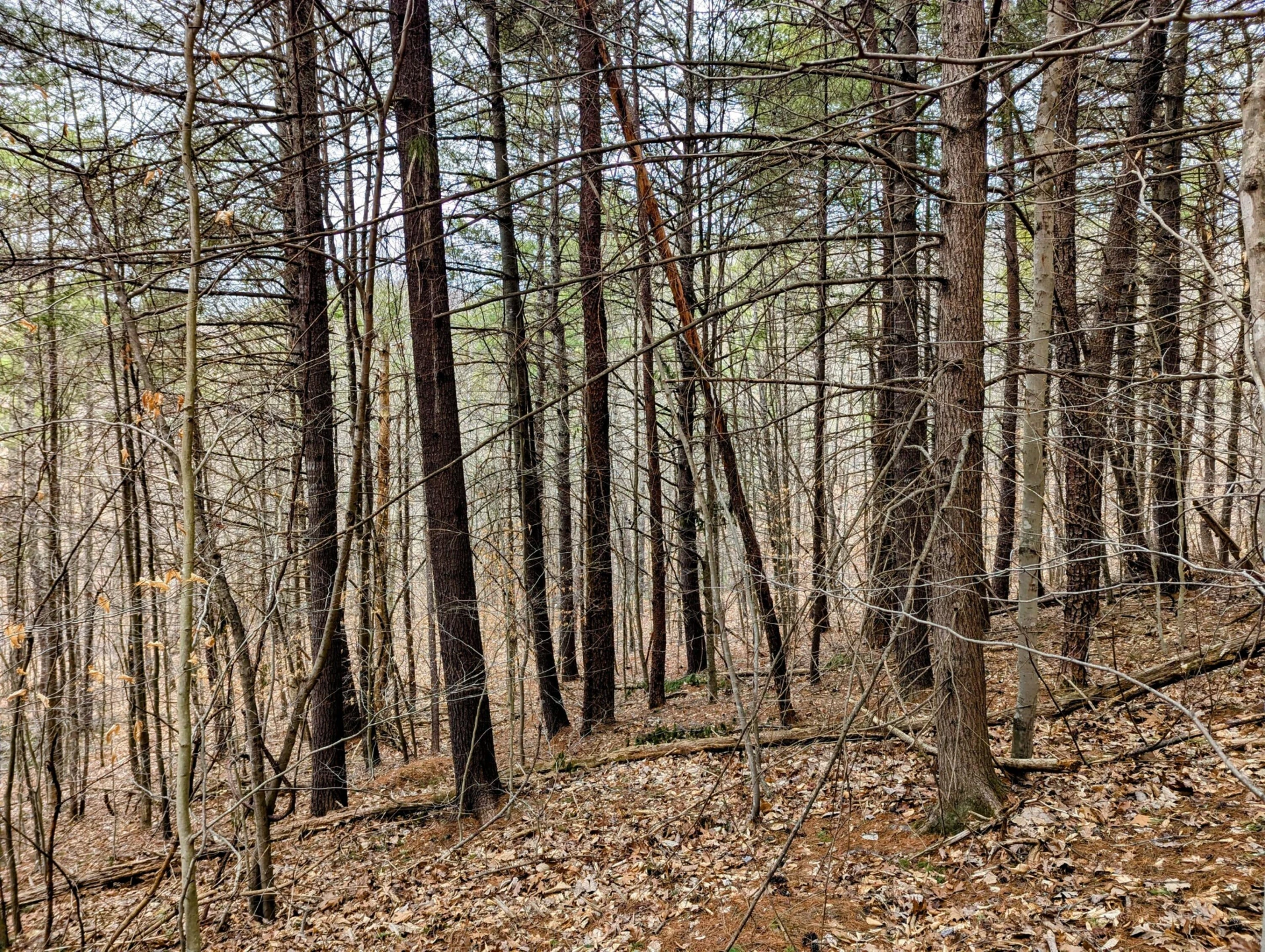 TBD Yates RD - Photo 7