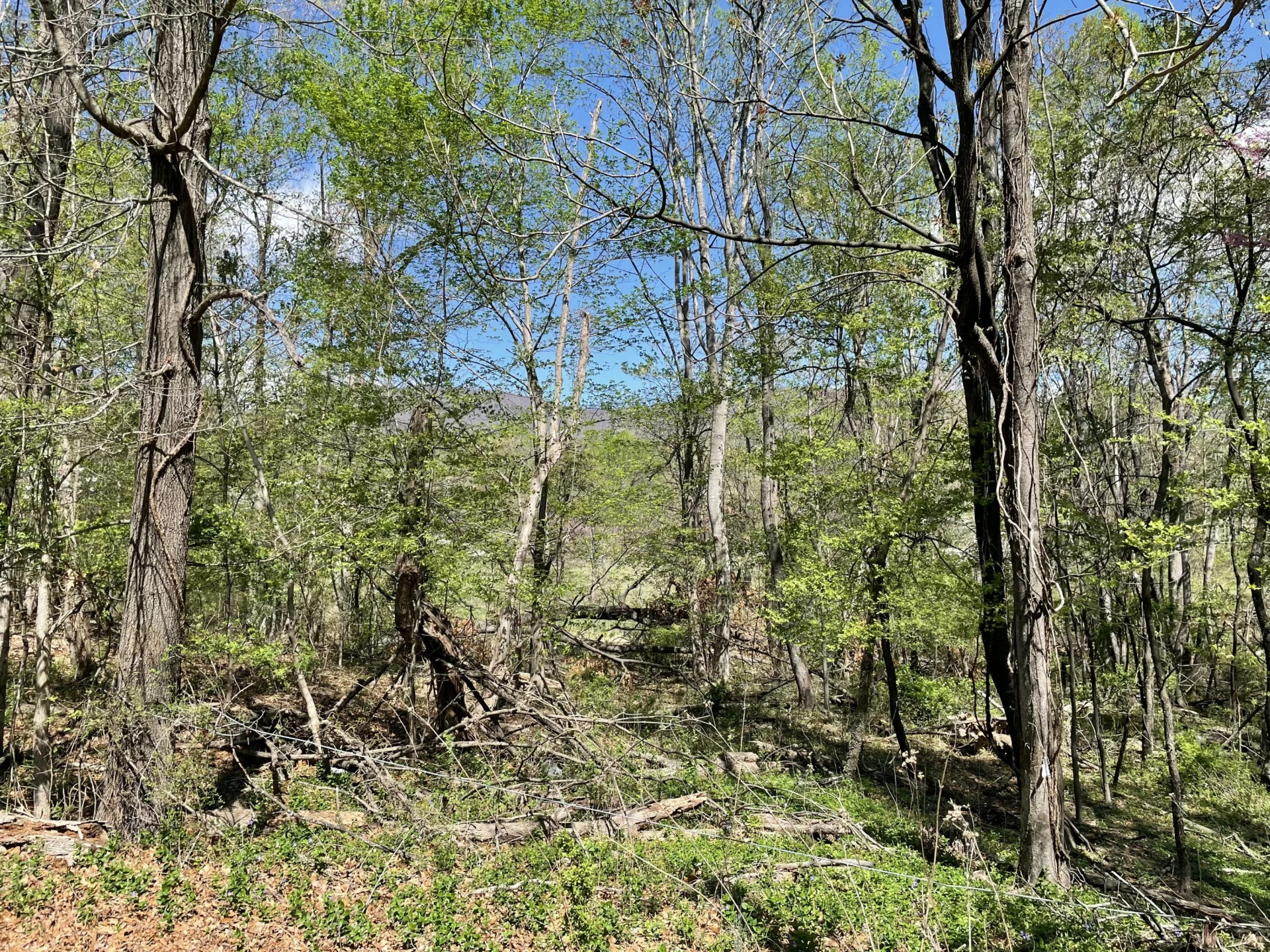 Lot 5 Fort Lewis Church RD - Photo 4