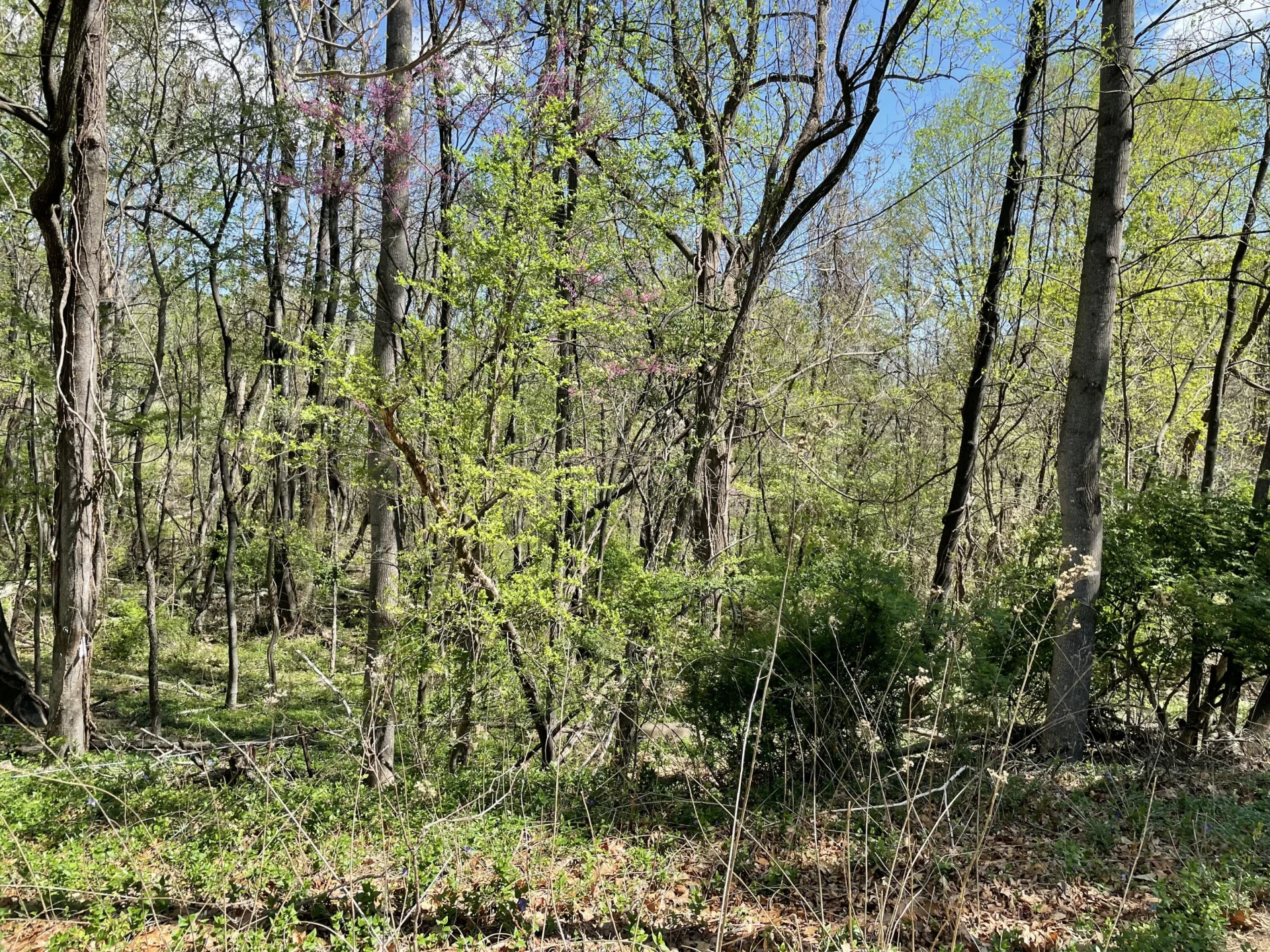 Lot 5 Fort Lewis Church RD - Photo 5