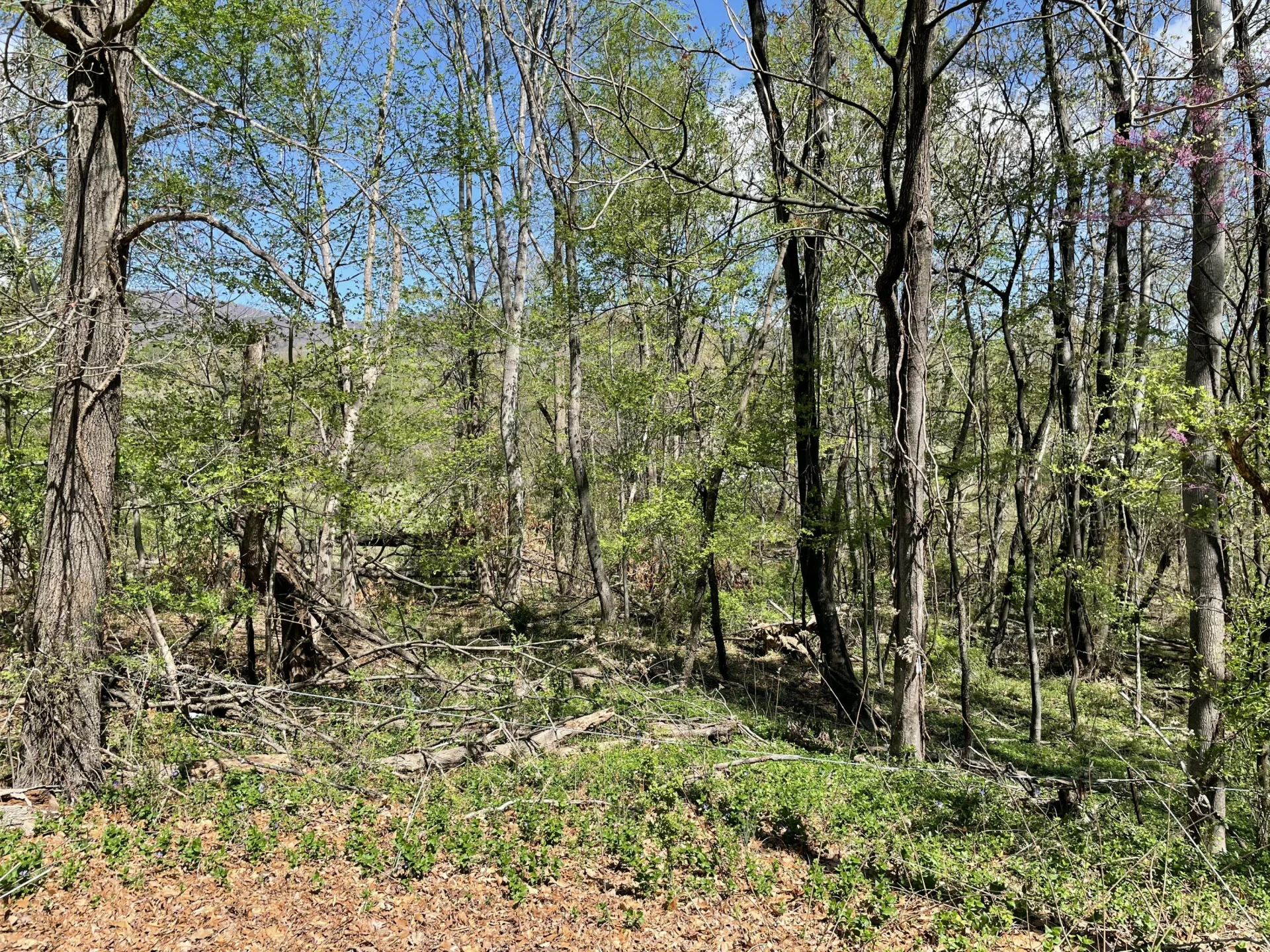 Lot 5 Fort Lewis Church RD - Photo 6