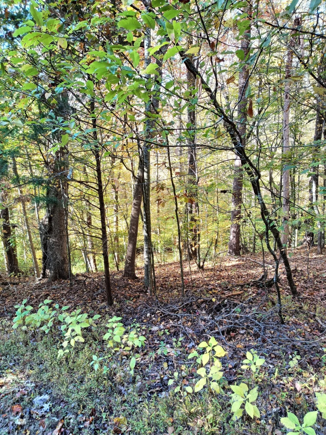 Lot 49 Gap Bridge RD - Photo 2