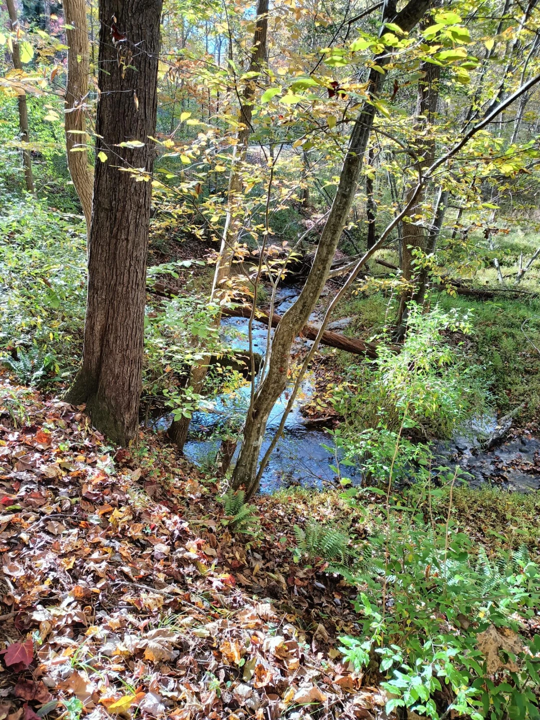 Lot 49 Gap Bridge RD - Photo 3