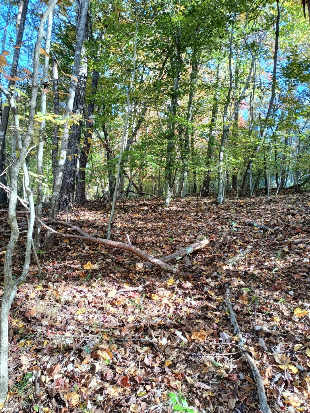 Lot 49 Gap Bridge RD - Photo 4