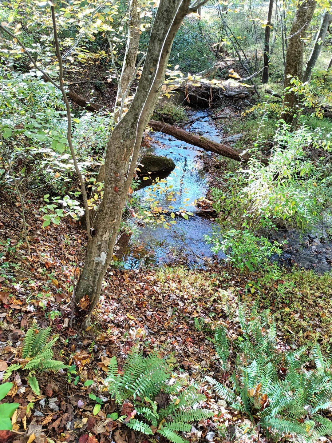 Lot 49 Gap Bridge RD - Photo 5