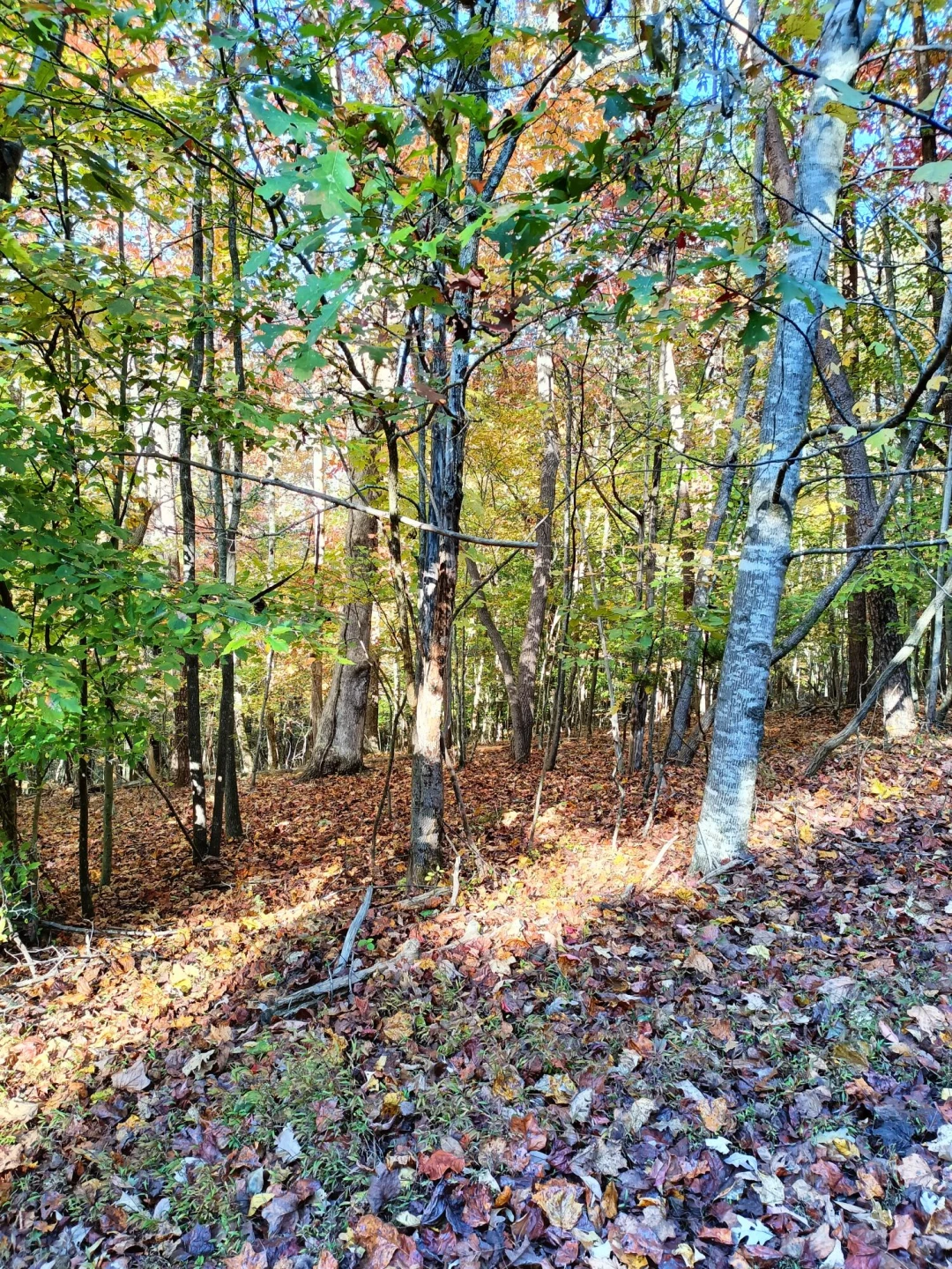 Lot 49 Gap Bridge RD - Photo 6