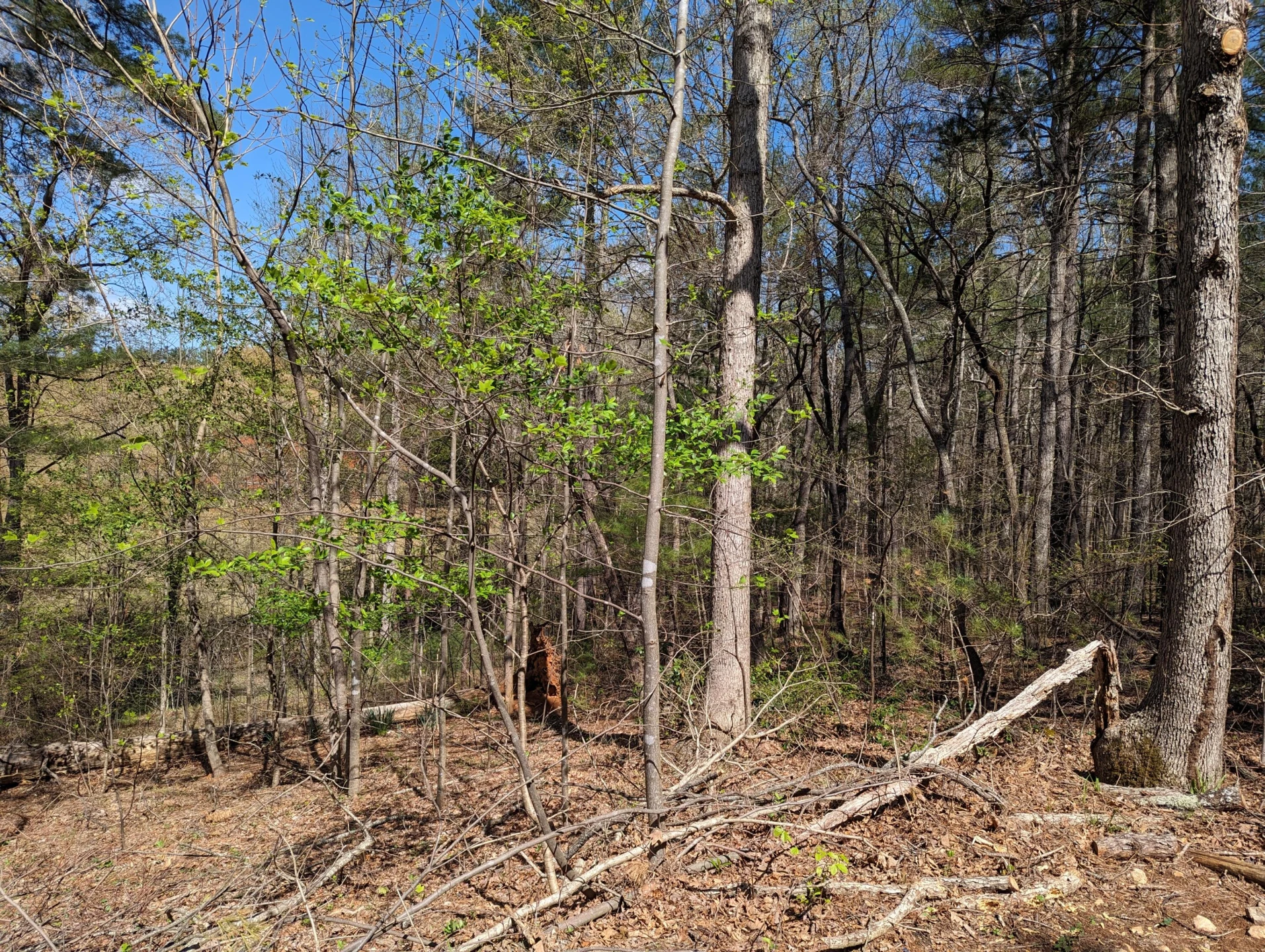 515 Sweetbriar  LN - Photo 39