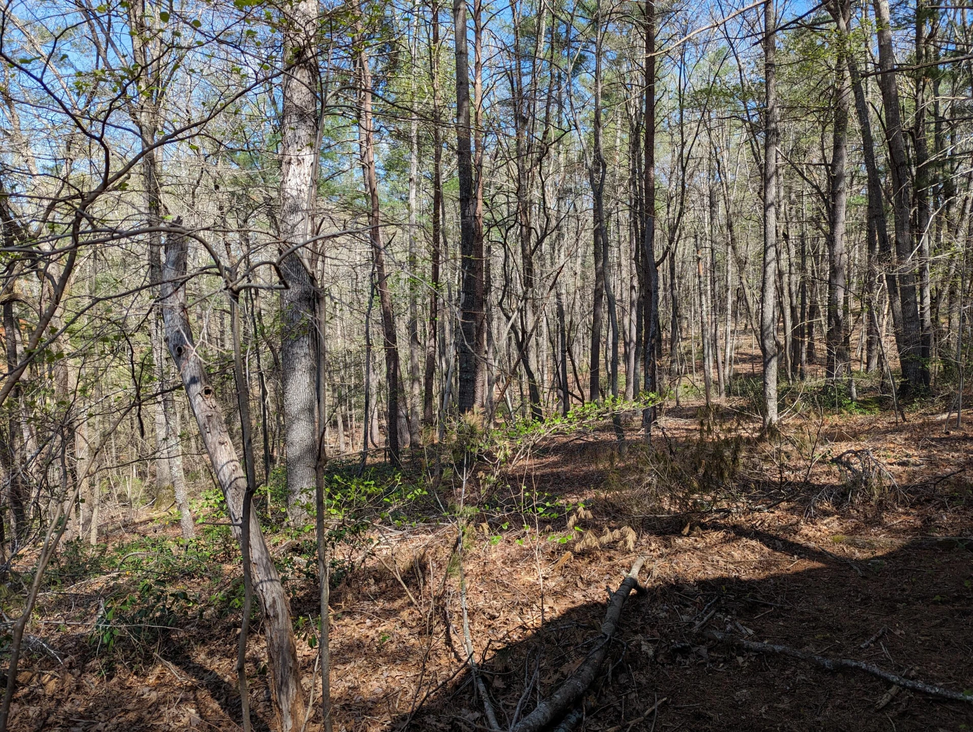 515 Sweetbriar  LN - Photo 40