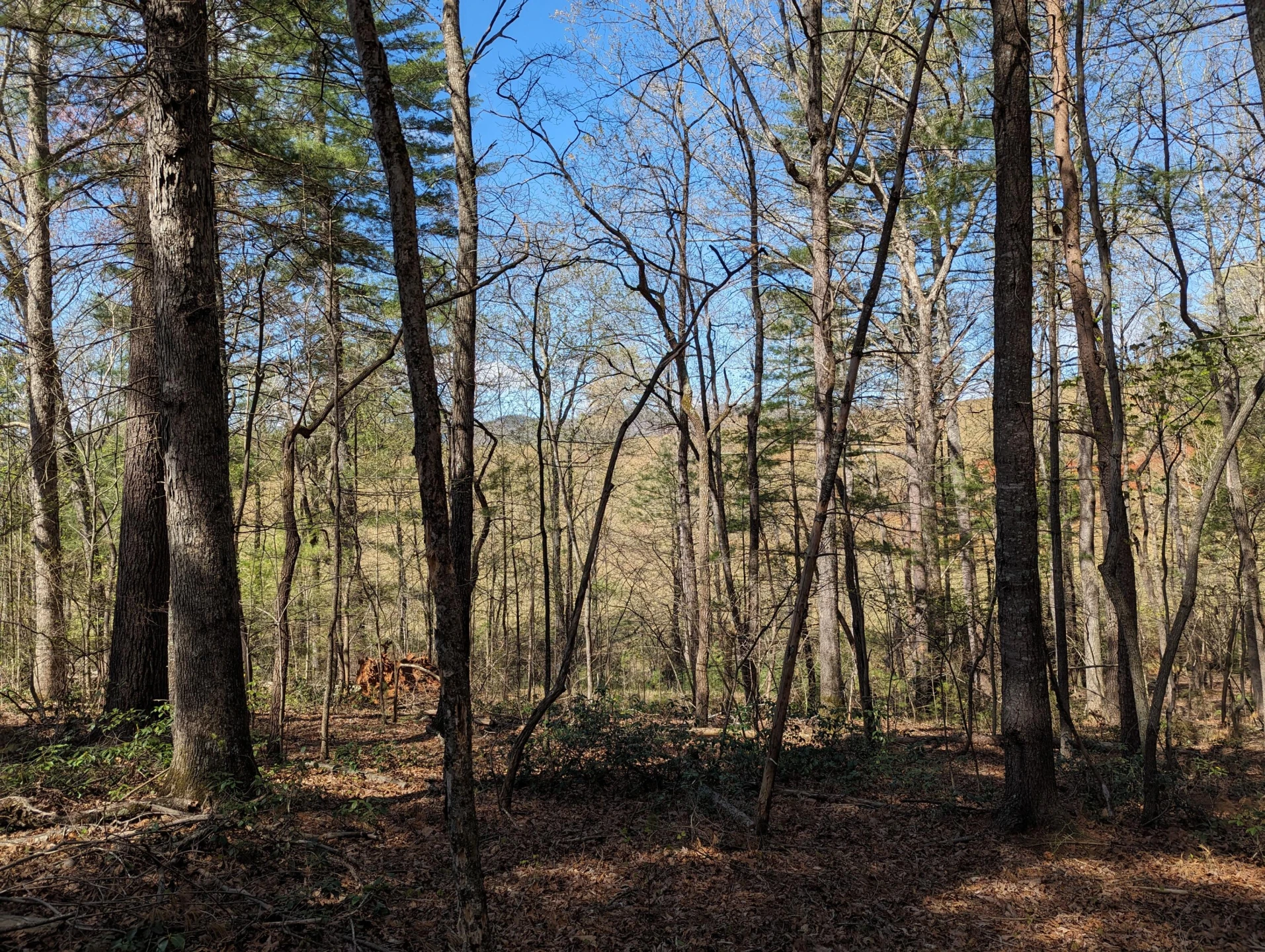 515 Sweetbriar  LN - Photo 41