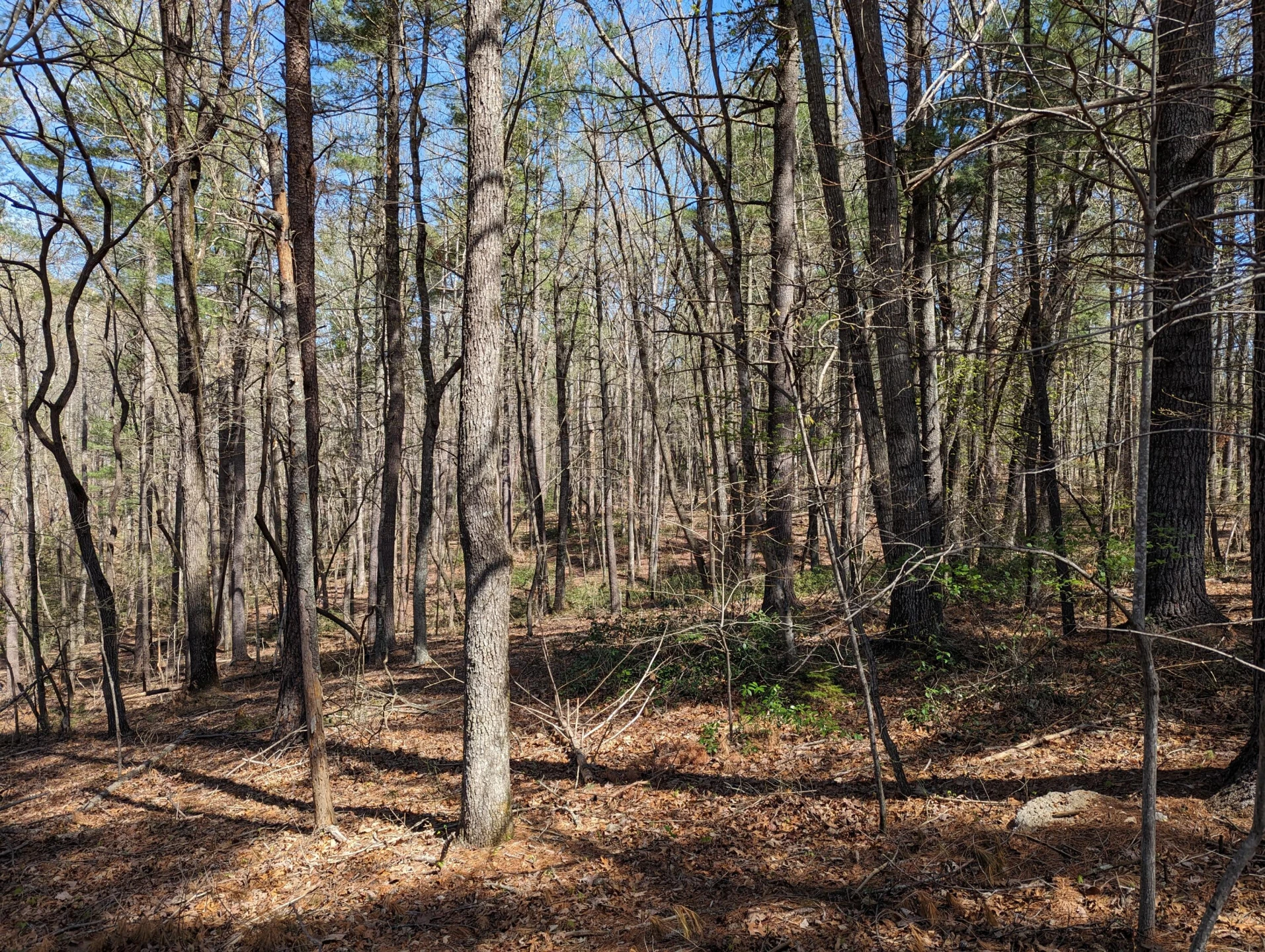 515 Sweetbriar  LN - Photo 42