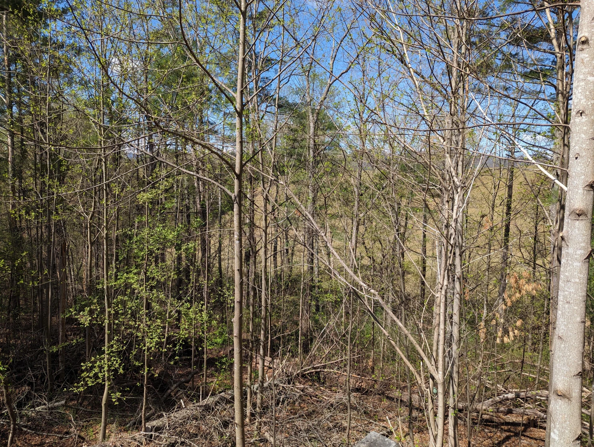 515 Sweetbriar  LN - Photo 43