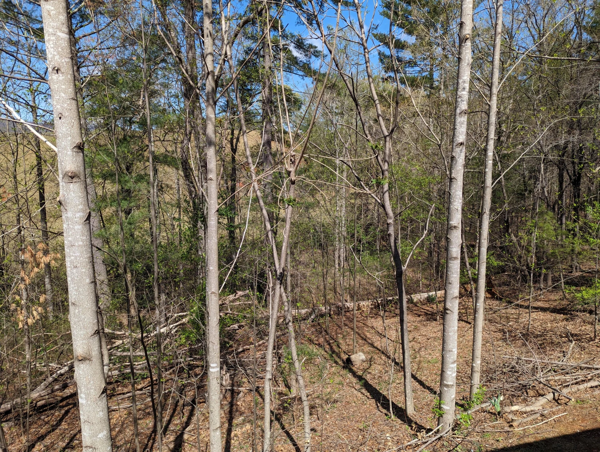 515 Sweetbriar  LN - Photo 44