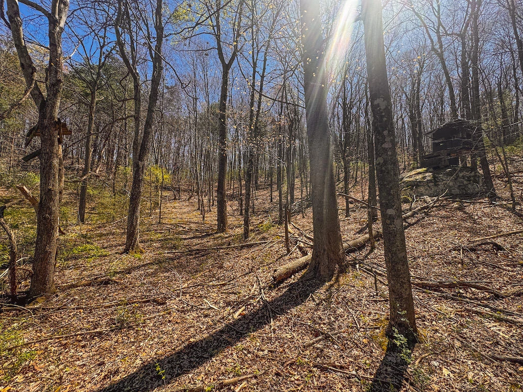 TBD Byrnes Chapel RD - Photo 29
