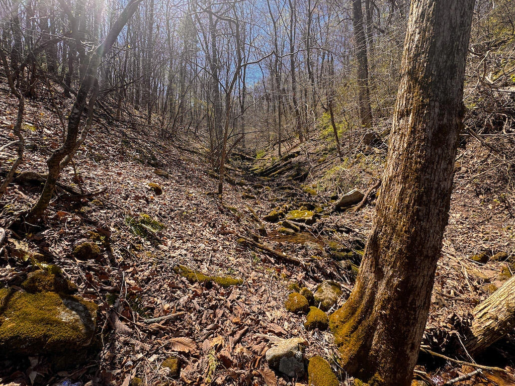 TBD Byrnes Chapel RD - Photo 30