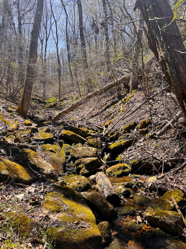 TBD Byrnes Chapel RD - Photo 32