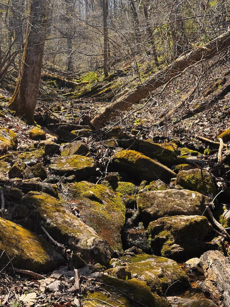 TBD Byrnes Chapel RD - Photo 33