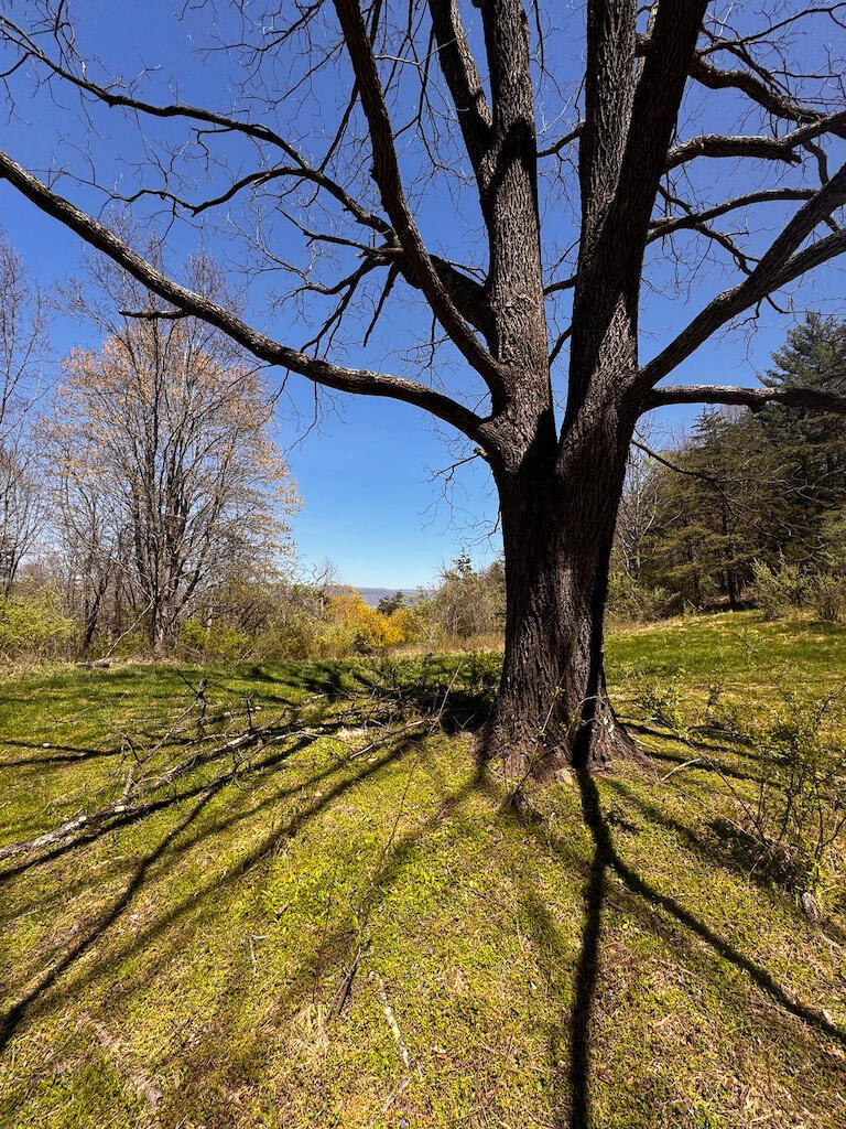 TBD Byrnes Chapel RD - Photo 35