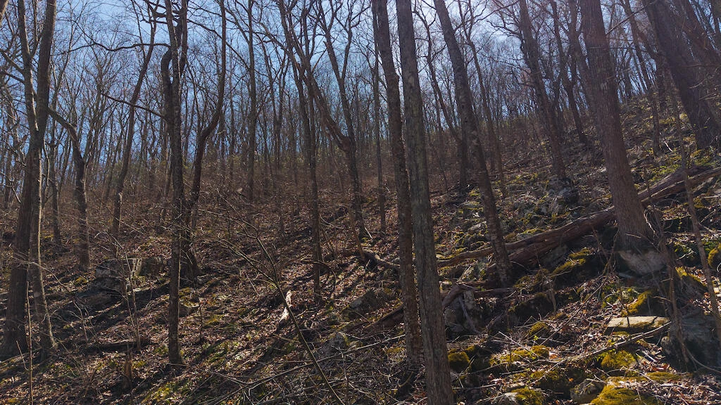 TBD Byrnes Chapel RD - Photo 7