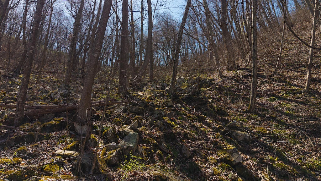 TBD Byrnes Chapel RD - Photo 8