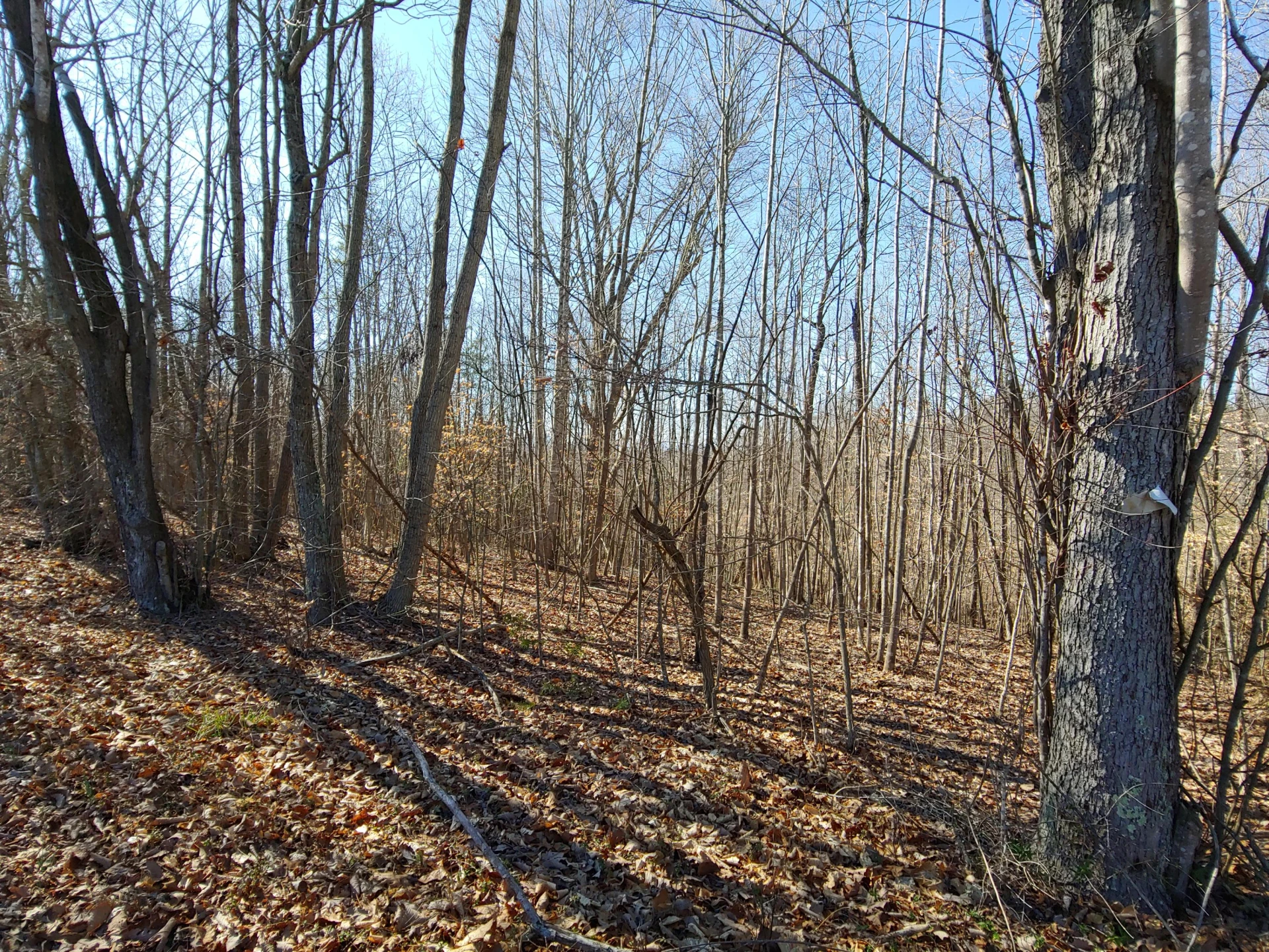 LOT 10 Horseshoe Bend RD