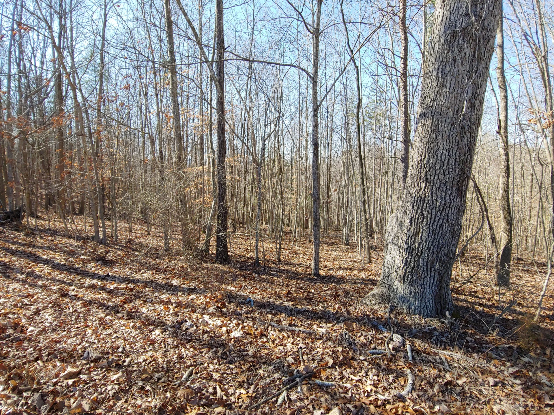 LOT 9 Horseshoe Bend RD - Photo 2