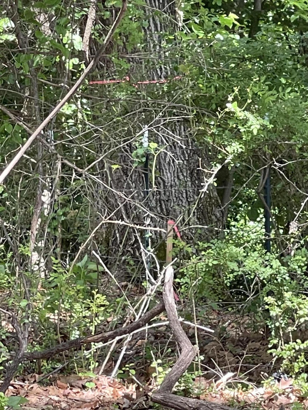 0 Virginia Byway - Photo 10