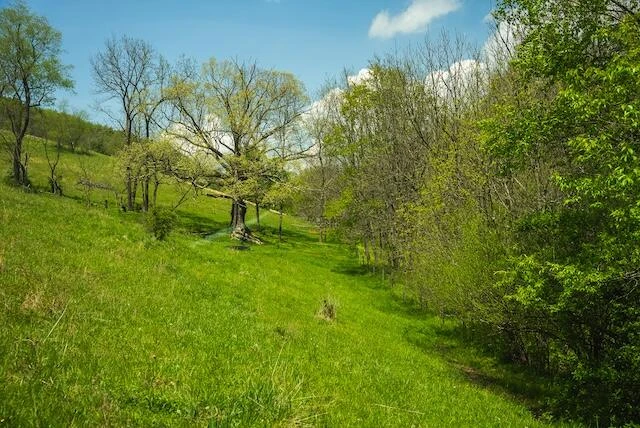336 Turkey Run LN - Photo 39
