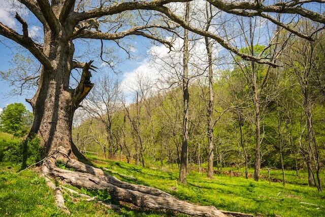 336 Turkey Run LN - Photo 43