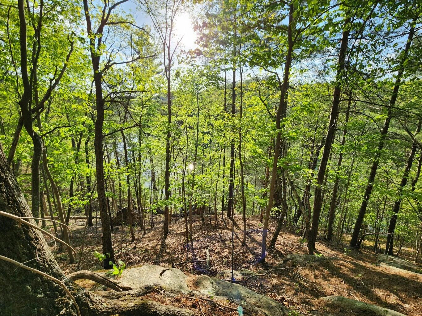Lot 100 Lakeshore Terrace RD - Photo 9