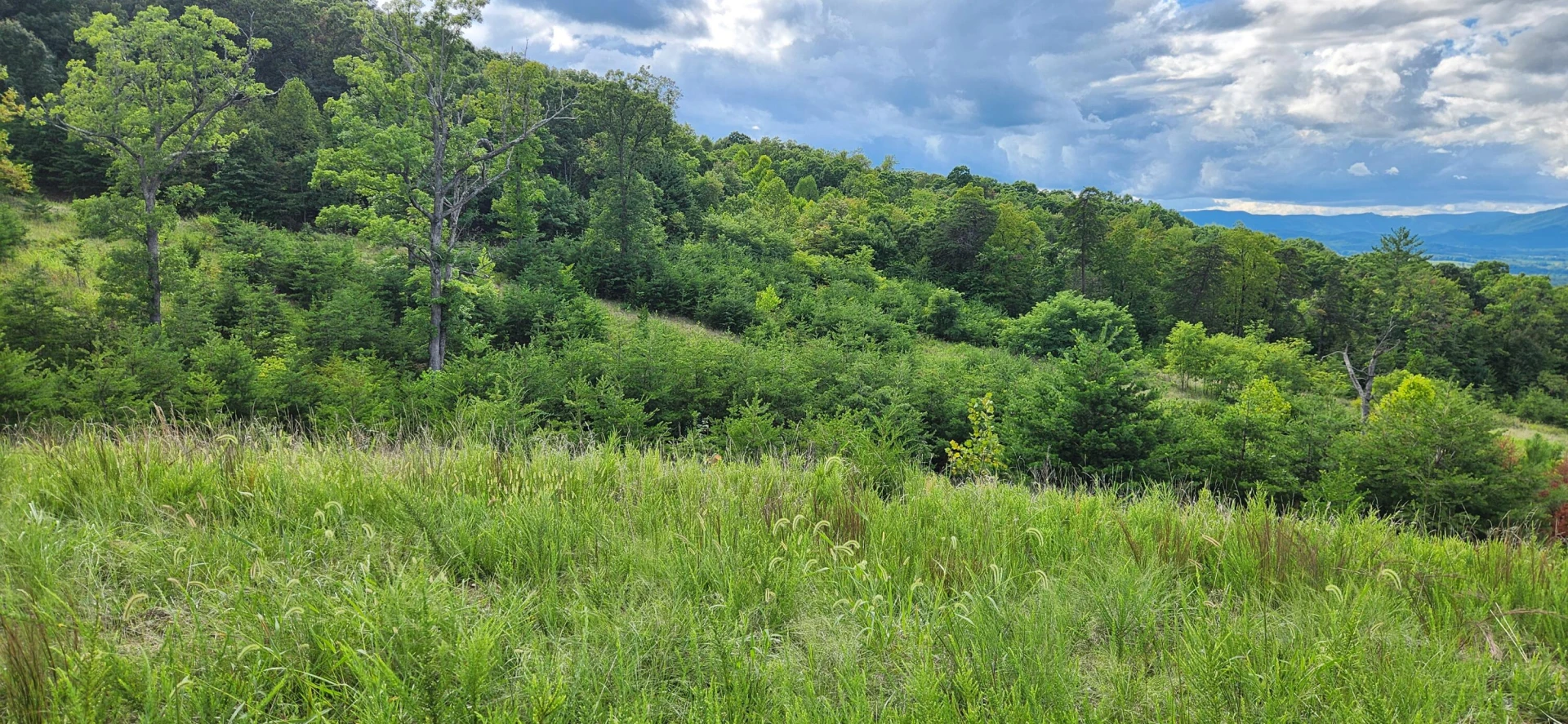 Lot 69 Penny LN