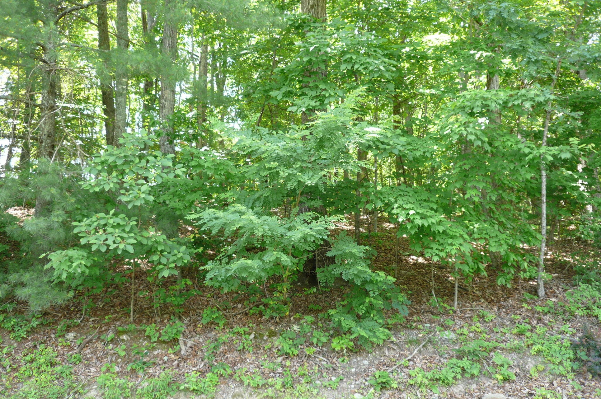 0 Givens Tyler RD - Photo 2