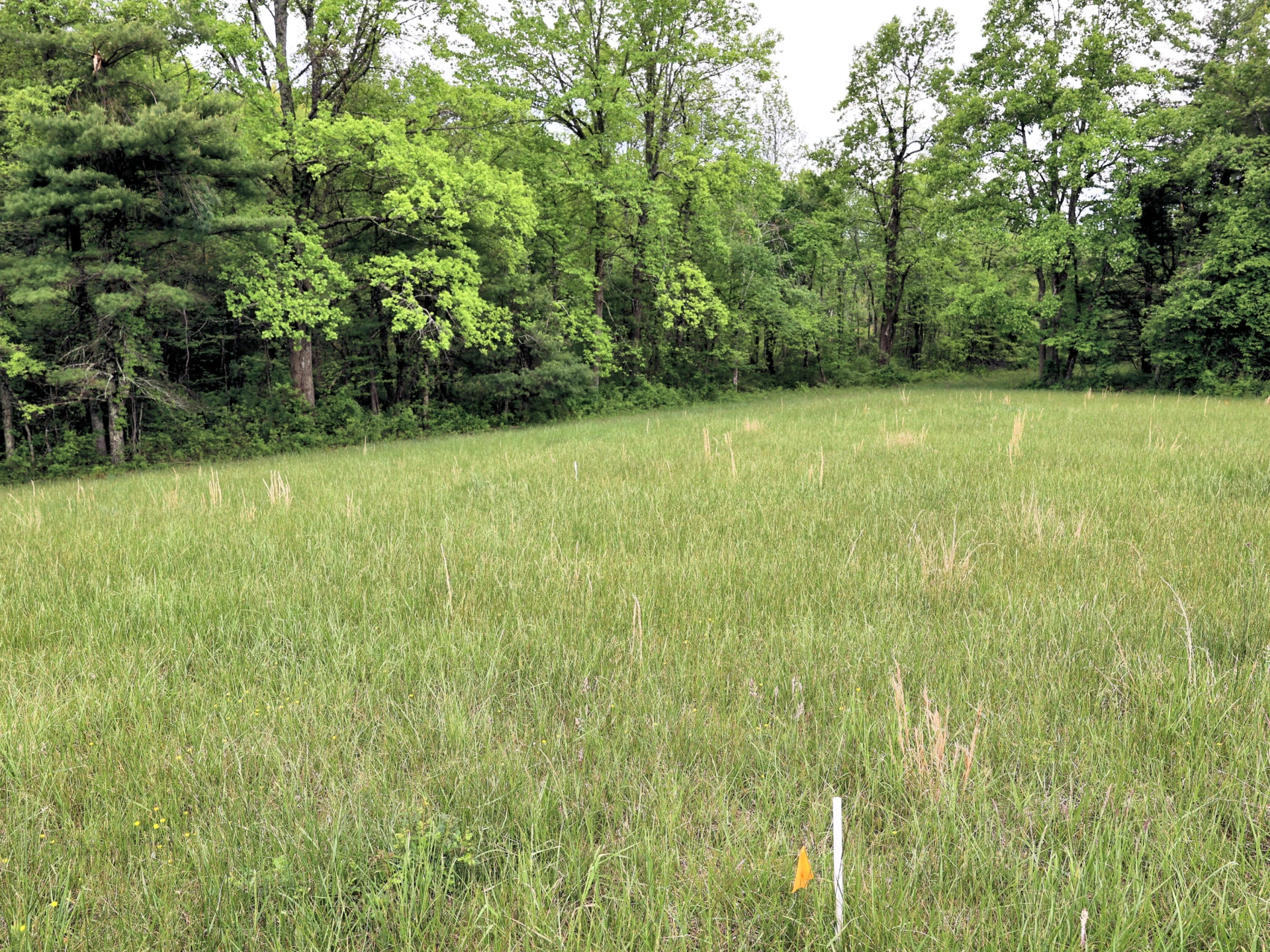 Lot 4 Franklin Pike - Photo 12