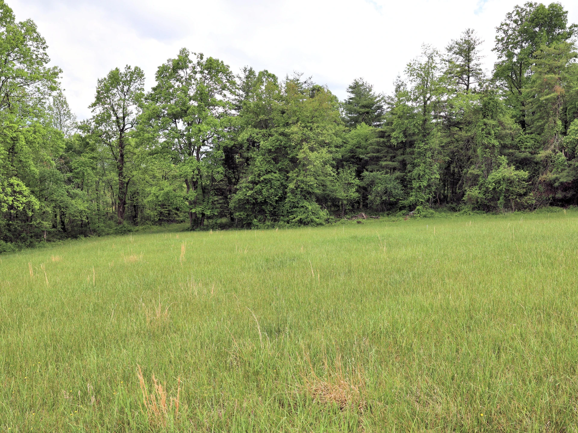 Lot 4 Franklin Pike - Photo 13