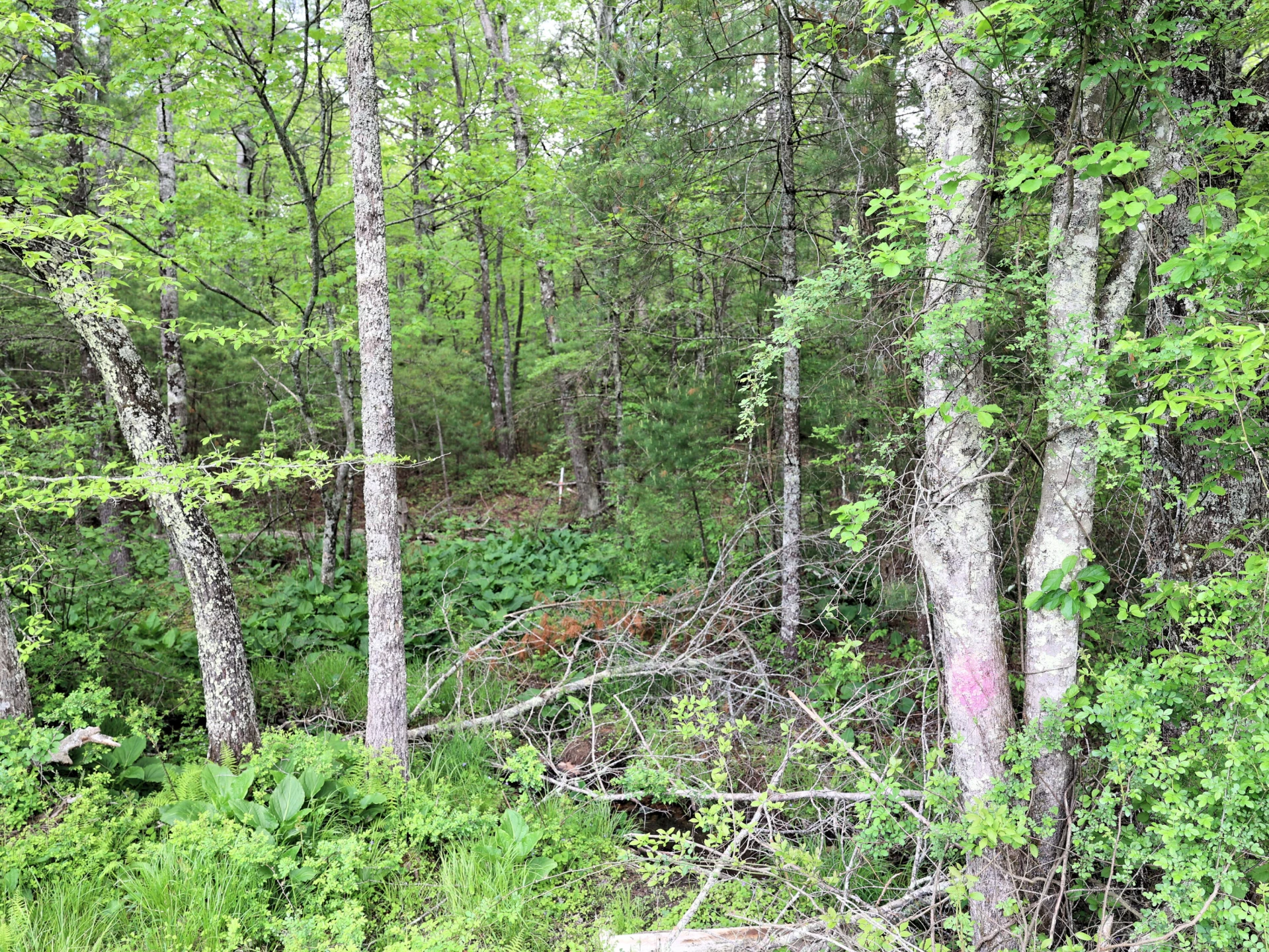 Lot 4 Franklin Pike - Photo 14