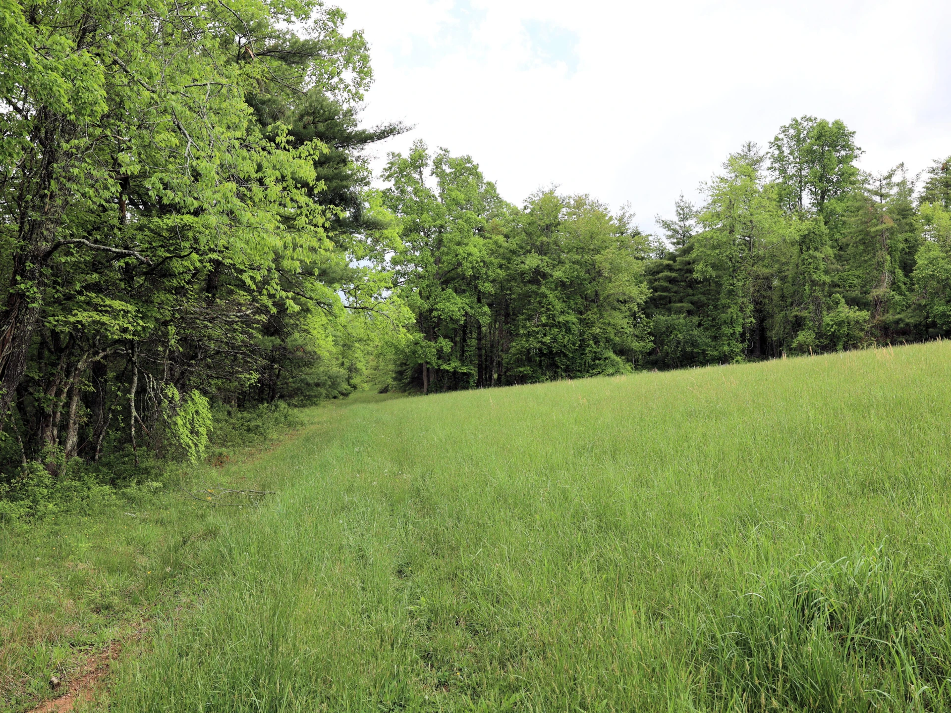 Lot 4 Franklin Pike - Photo 15