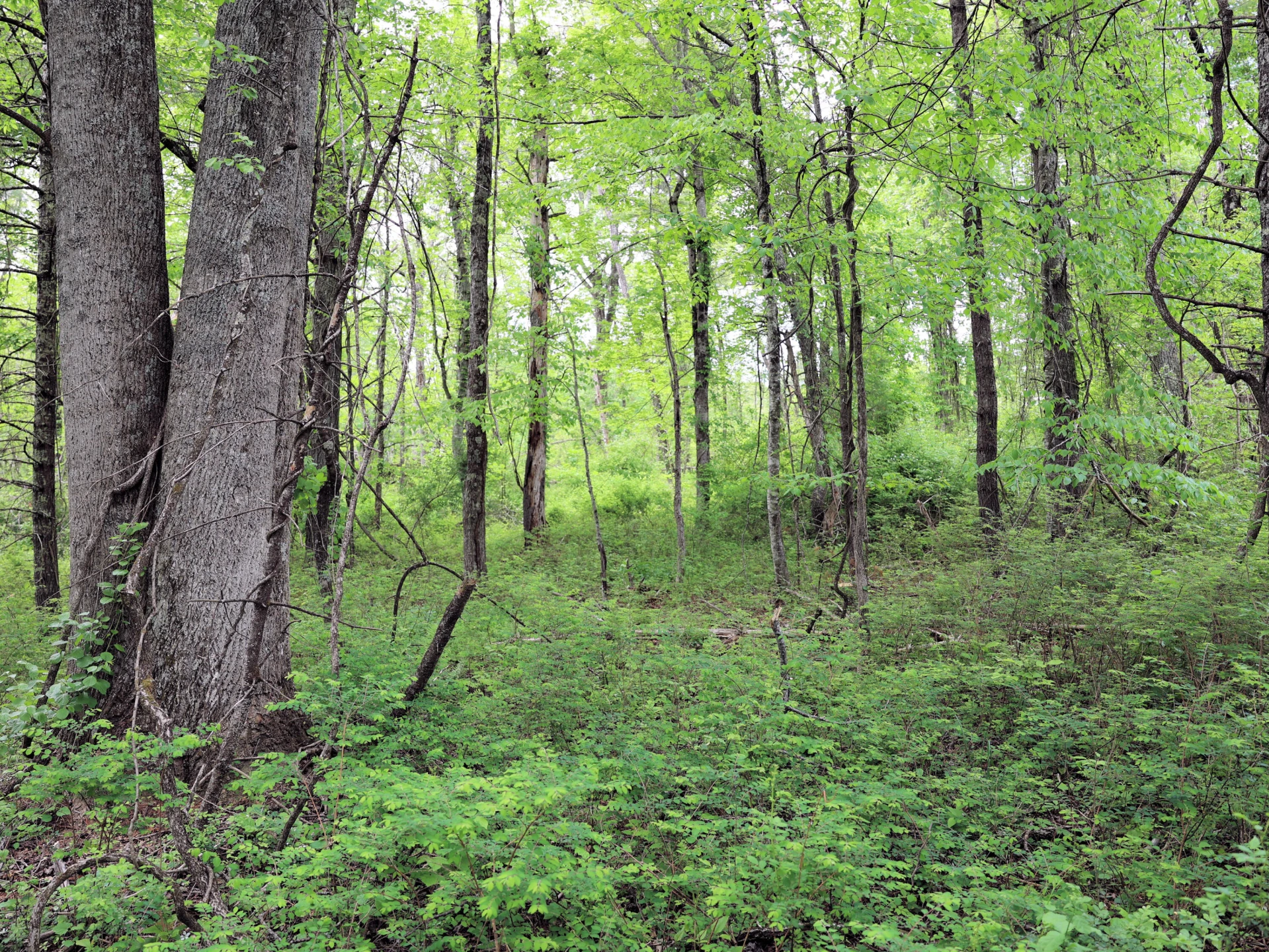 Lot 4 Franklin Pike - Photo 17