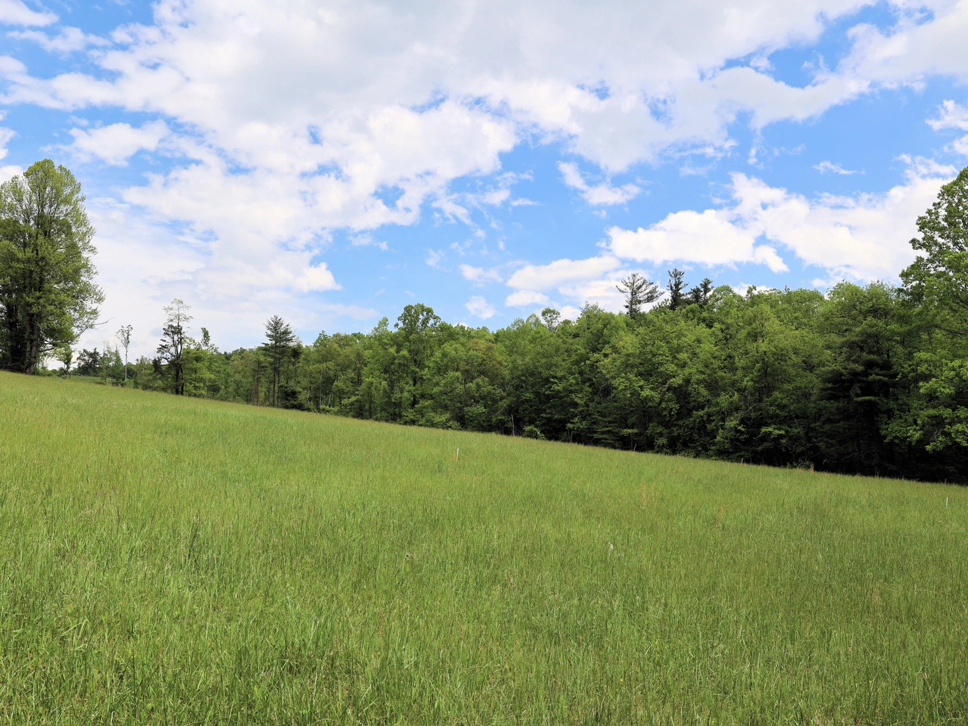 Lot 4 Franklin Pike - Photo 18