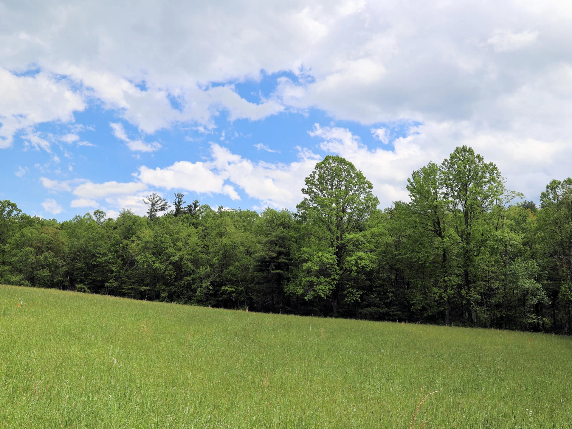 Lot 4 Franklin Pike - Photo 19
