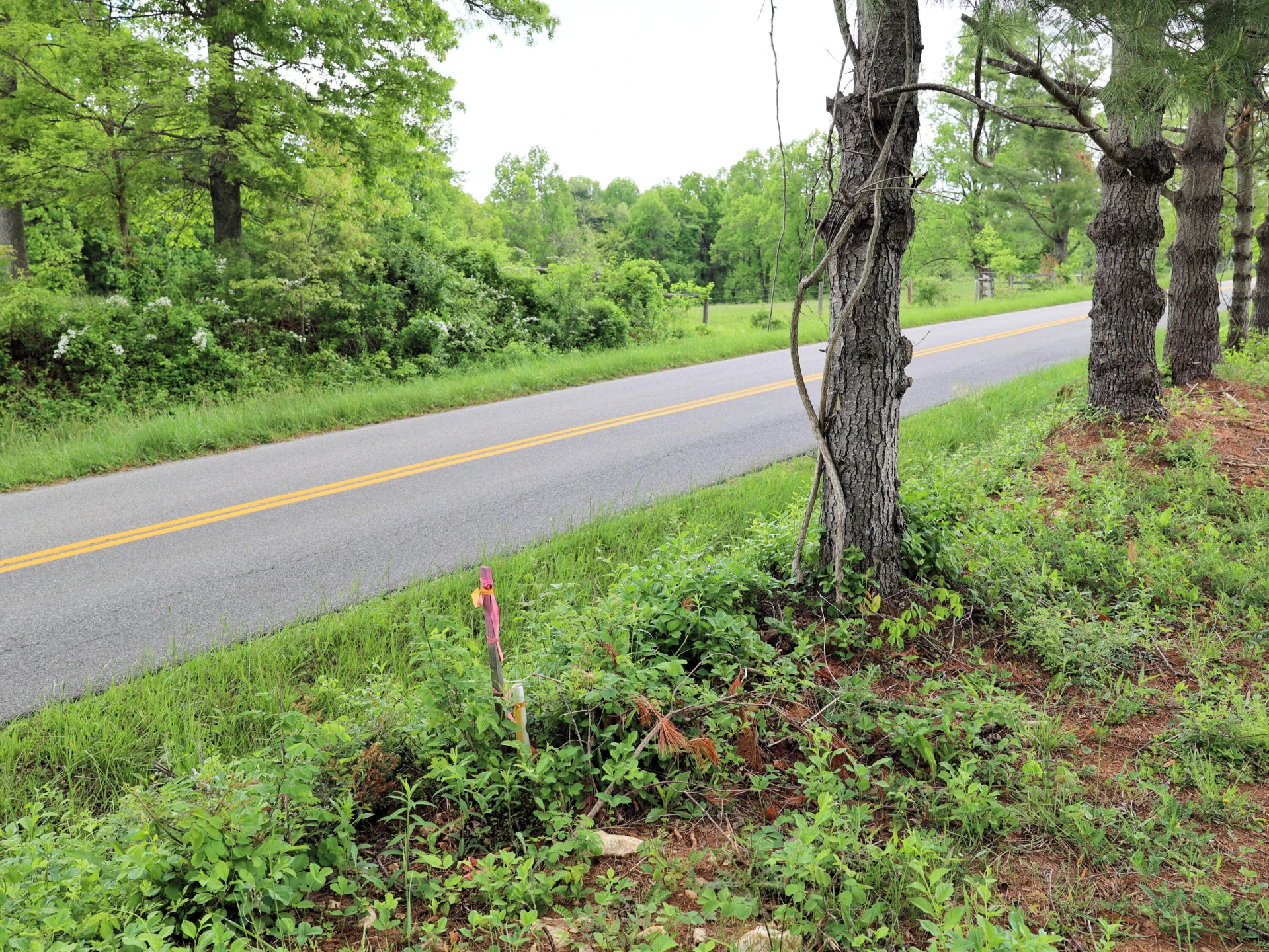 Lot 4 Franklin Pike - Photo 2
