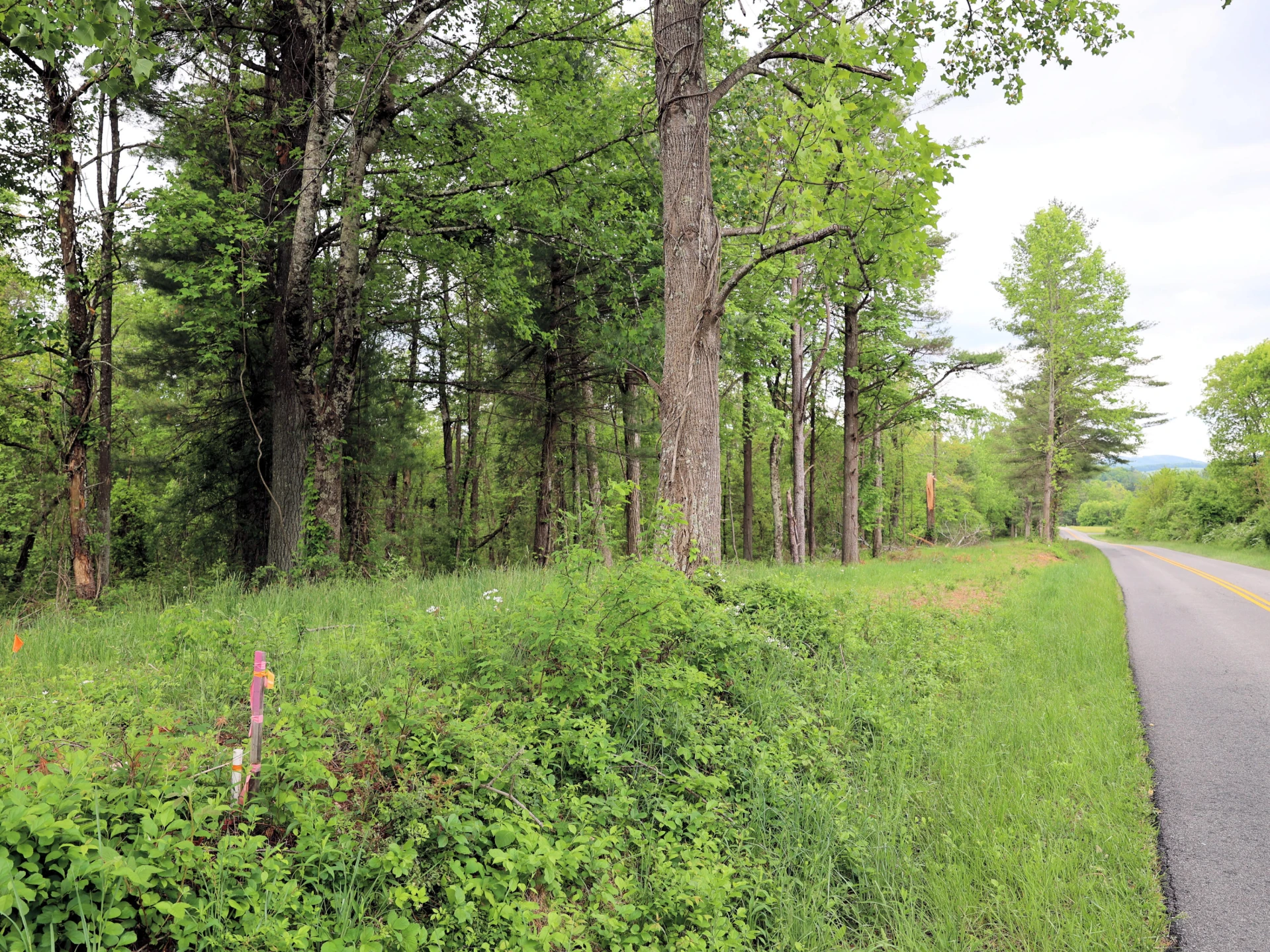 Lot 4 Franklin Pike - Photo 4