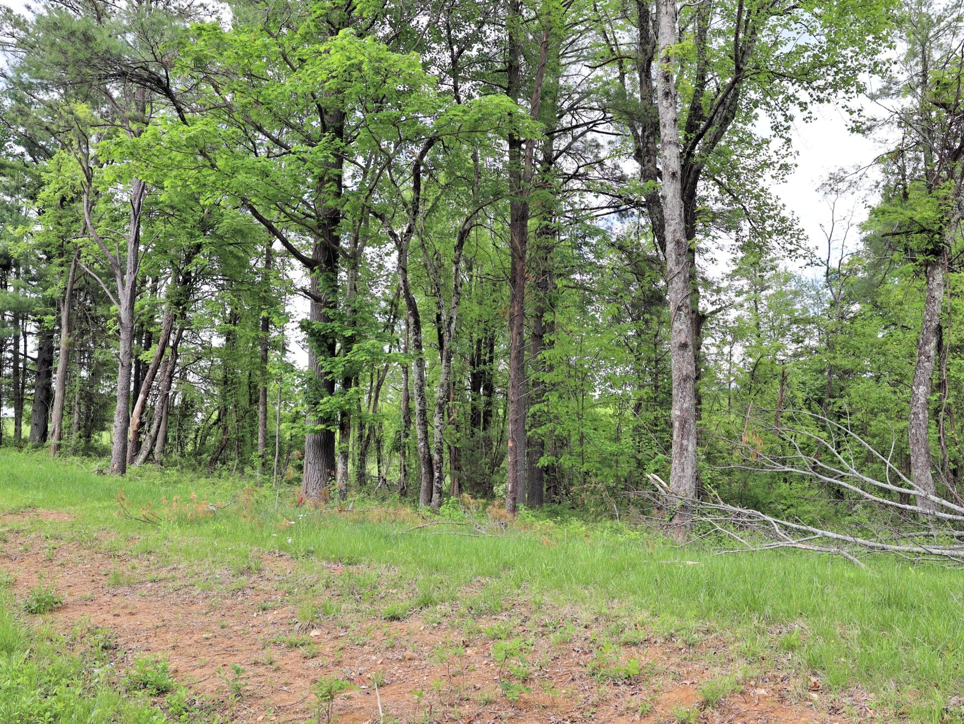 Lot 4 Franklin Pike - Photo 7