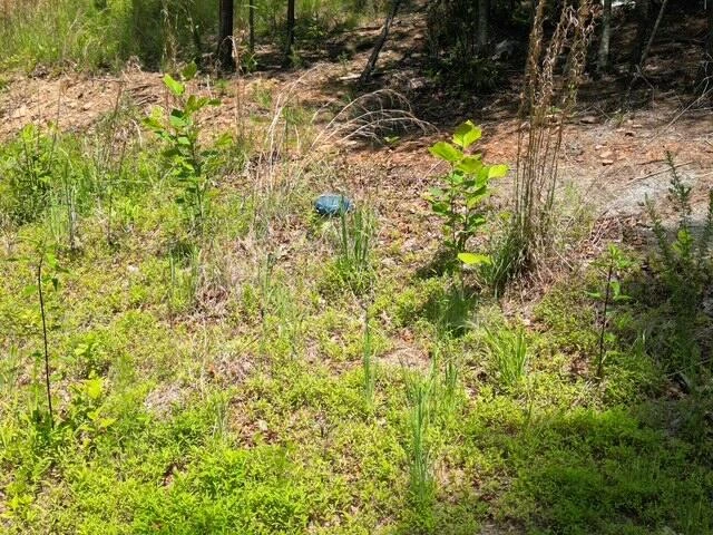 00 CREASEY CHAPEL RD - Photo 21
