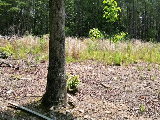 00 CREASEY CHAPEL RD - Photo 33