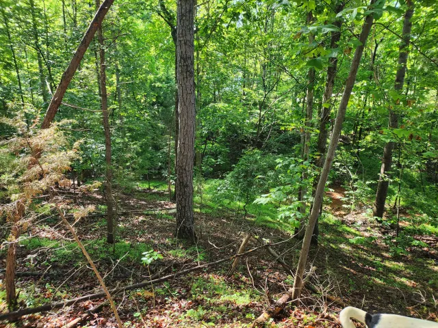 Lot 31 Forest Shores RD