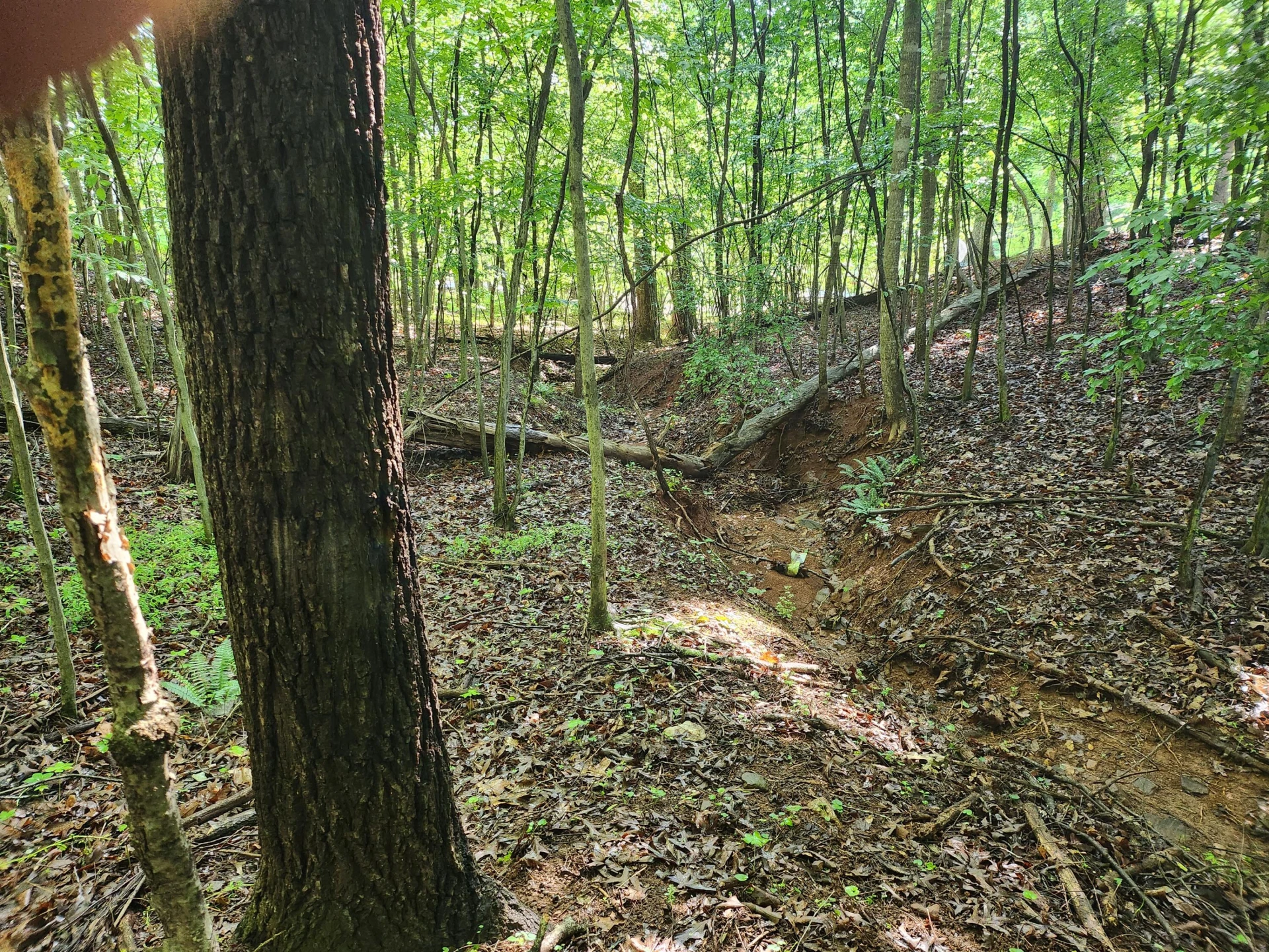 Lot 31 Forest Shores RD - Photo 2