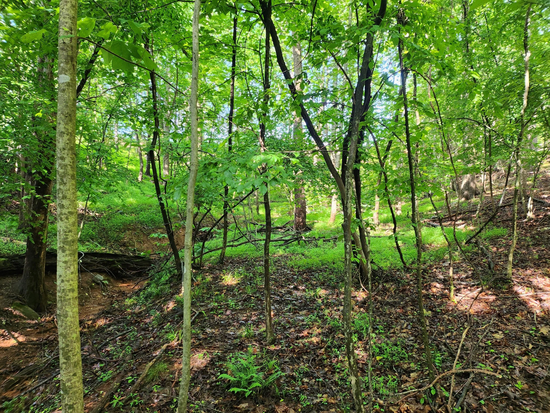 Lot 31 Forest Shores RD - Photo 3